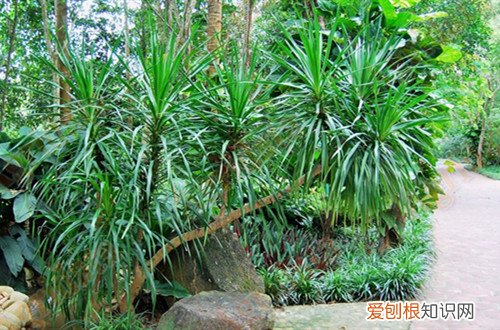 龙血树怎样剪枝 龙血树怎样修剪，怎么做造型？修剪后怎么养护？
