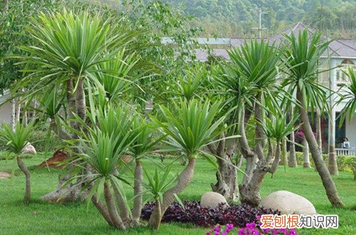 龙血树怎样剪枝 龙血树怎样修剪，怎么做造型？修剪后怎么养护？