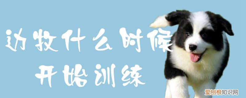 边牧什么时候开始训练,边牧什么时候开始训练的