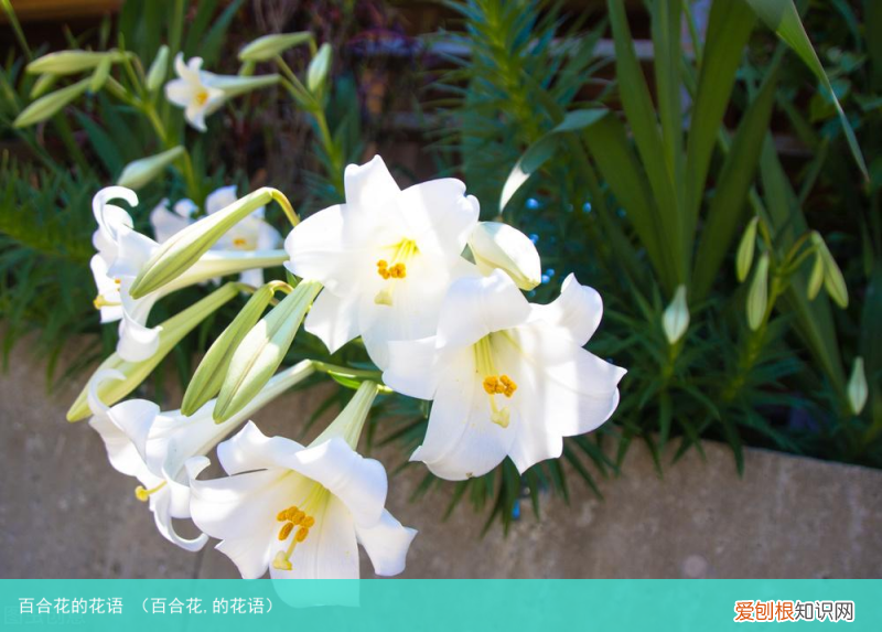 百合花,的花语 百合花的花语