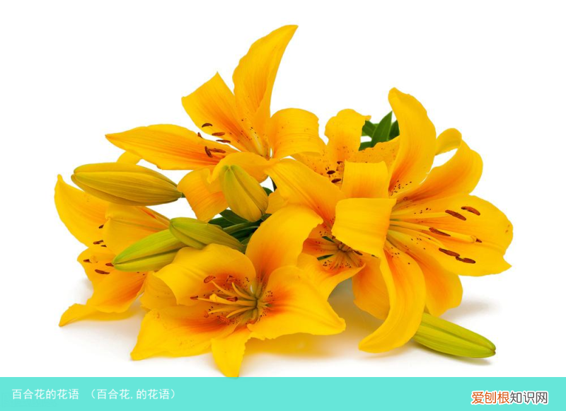 百合花,的花语 百合花的花语