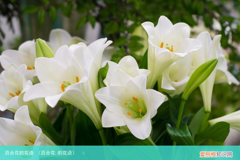 百合花,的花语 百合花的花语