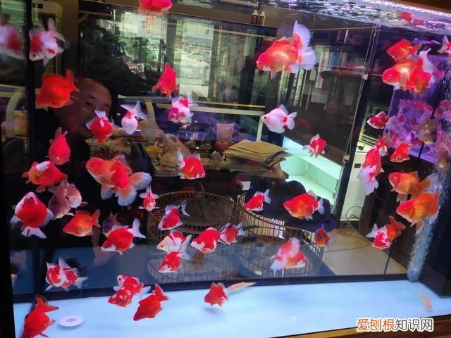 金鱼换水步骤 金鱼换水需要加什么药水吗