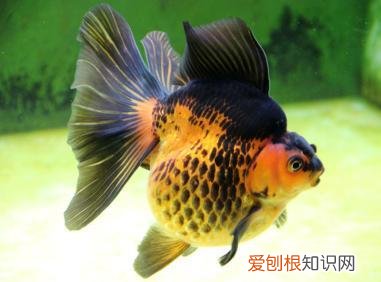 金鱼换水步骤 金鱼换水需要加什么药水吗