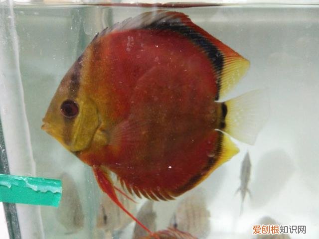 金鱼换水步骤 金鱼换水需要加什么药水吗