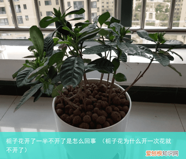 栀子花为什么开一次花就不开了 栀子花开了一半不开了是怎么回事