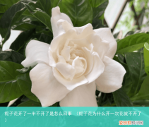 栀子花为什么开一次花就不开了 栀子花开了一半不开了是怎么回事