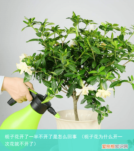 栀子花为什么开一次花就不开了 栀子花开了一半不开了是怎么回事