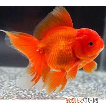 金鱼有哪几种种类 金鱼的种类有哪些