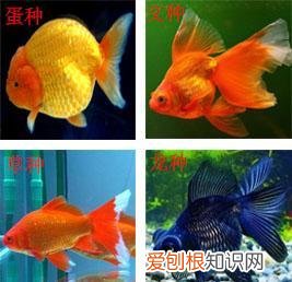 金鱼有哪几种种类 金鱼的种类有哪些