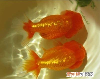 金鱼有哪几种种类 金鱼的种类有哪些