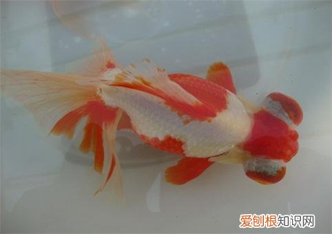 金鱼有哪几种种类 金鱼的种类有哪些