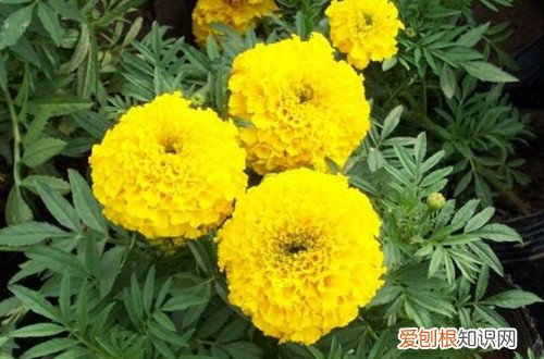 万寿菊的种植方法和开花时间 万寿菊冬天怎么养护？养好了在冬天也能开花！