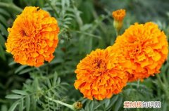 万寿菊的种植方法和开花时间 万寿菊冬天怎么养护？养好了在冬天也能开花！