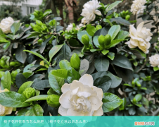栀子花立秋以后怎么养 栀子花开花季节怎么施肥