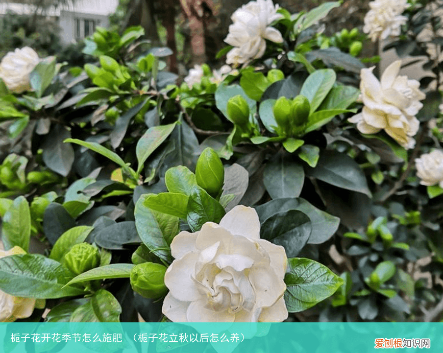 栀子花立秋以后怎么养 栀子花开花季节怎么施肥