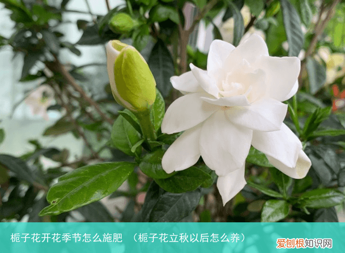 栀子花立秋以后怎么养 栀子花开花季节怎么施肥