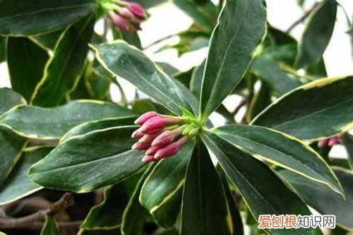 金边瑞香为啥黄叶 金边瑞香黄叶是什么原因？要怎么救？