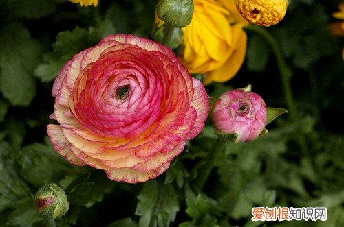 花毛茛花越开越小 花毛茛为什么不开花？是什么原因？