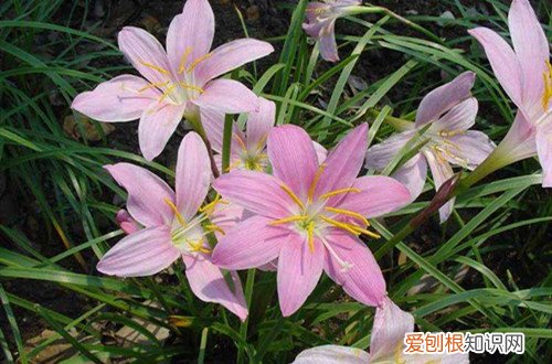 韭兰冬天的养殖方法 韭兰如何安全过冬，注意这几点冬天养护方法！