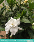 栀子花为什么总不开花的原因 栀子花为什么总不开花怎么回事