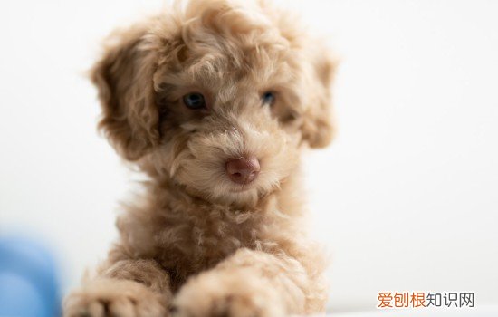 狗狗生理期嗜睡正常吗 狗狗生理期为什么嗜睡