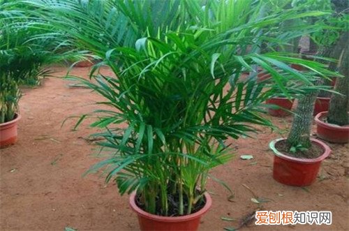 凤尾竹用什么肥料好 凤尾竹怎么样，好养吗？用啥肥料？