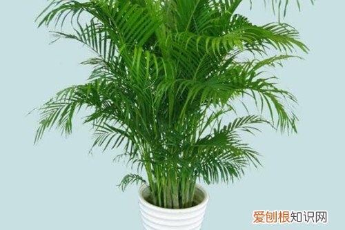 凤尾竹用什么肥料好 凤尾竹怎么样，好养吗？用啥肥料？