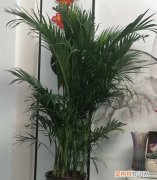 凤尾竹用什么肥料好 凤尾竹怎么样，好养吗？用啥肥料？