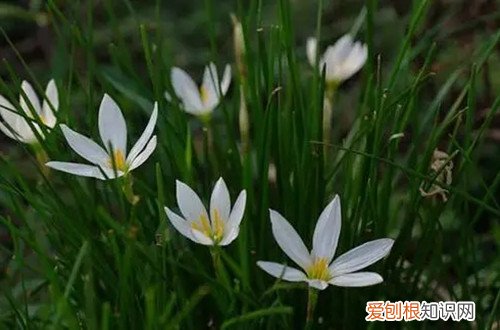 盆栽葱兰怎么过冬 葱兰不用休眠吗？现在长得绿油油的，冬天要怎么养护？