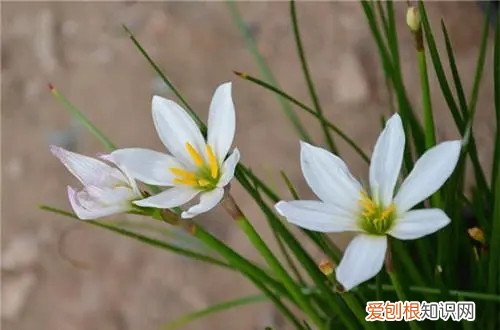 盆栽葱兰怎么过冬 葱兰不用休眠吗？现在长得绿油油的，冬天要怎么养护？