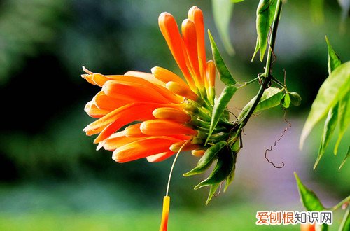炮仗花冬天如何管理 炮仗花冬天怎么养护，有这几点要注意，照顾好了在冬天也能开花！