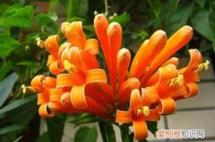 炮仗花冬天如何管理 炮仗花冬天怎么养护，有这几点要注意，照顾好了在冬天也能开花！