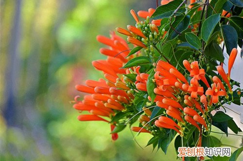 炮仗花冬天如何管理 炮仗花冬天怎么养护，有这几点要注意，照顾好了在冬天也能开花！