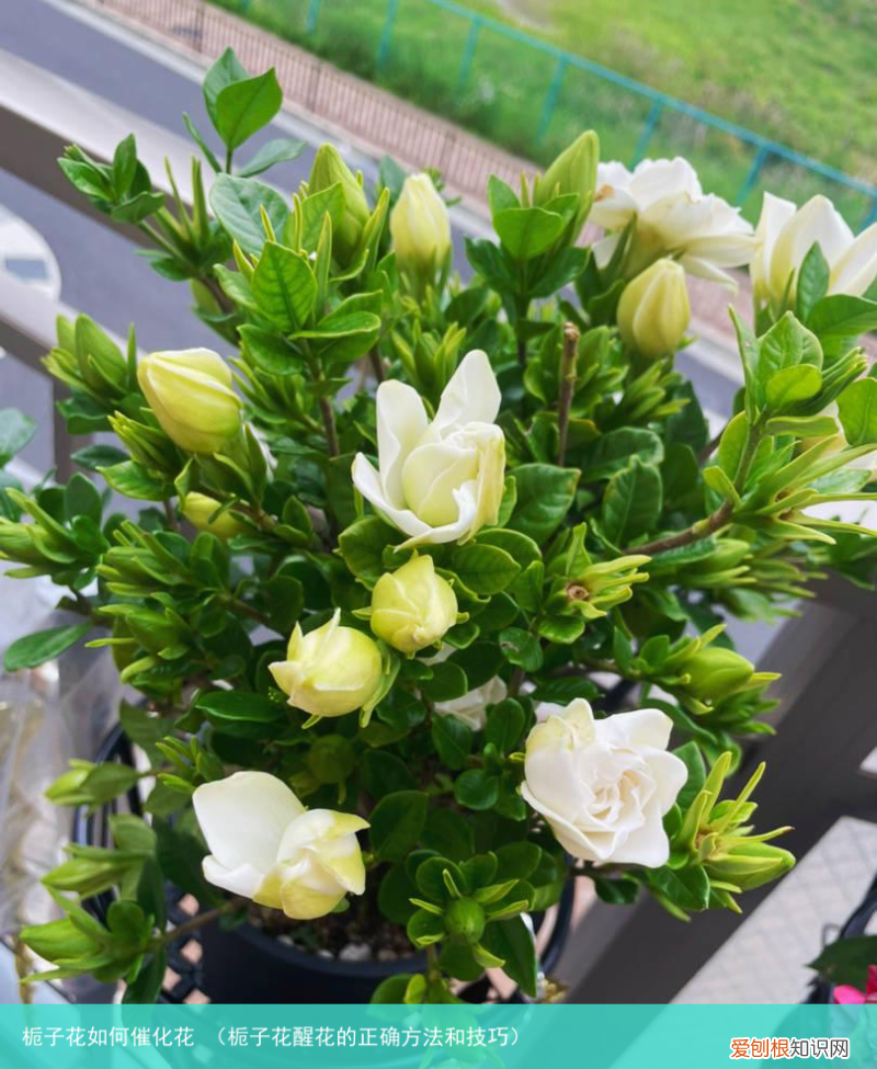 栀子花醒花的正确方法和技巧 栀子花如何催化花