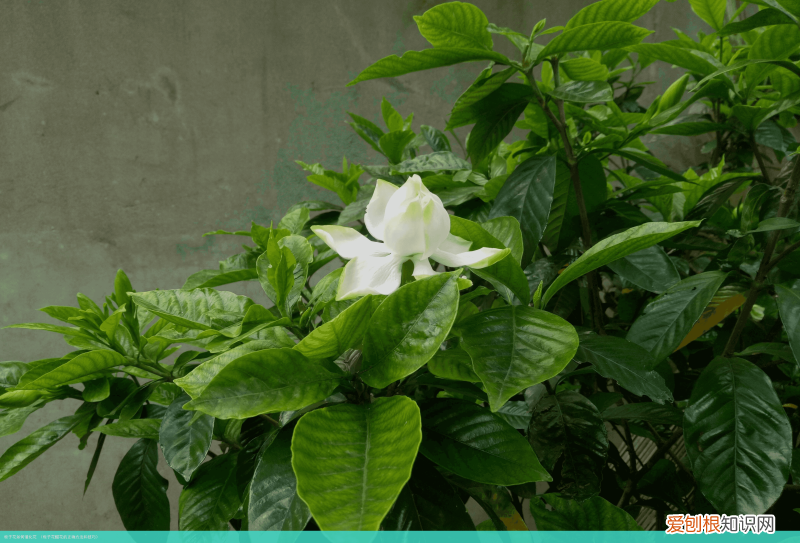 栀子花醒花的正确方法和技巧 栀子花如何催化花