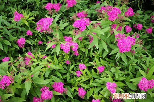 绣线菊冬天会落叶吗?冬天怎么养护呢视频 绣线菊冬天会落叶吗？冬天怎么养护呢？