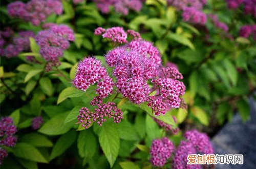 绣线菊冬天会落叶吗?冬天怎么养护呢视频 绣线菊冬天会落叶吗？冬天怎么养护呢？