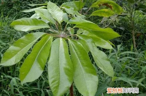 大叶伞黄叶是什么原因?怎么救治 大叶伞黄叶是什么原因？怎么救？