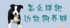 怎么样把边牧狗养胖，边牧太瘦了怎么养肥些