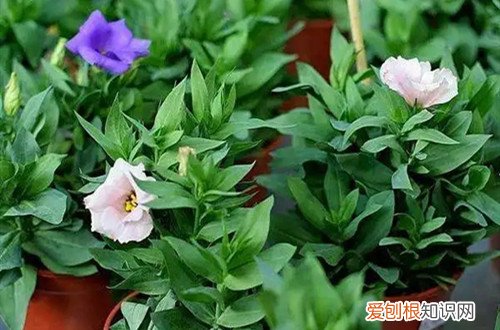 洋桔梗露地栽培冬天怎样过冬 洋桔梗在冬天能生长吗？在冬天要怎么养护？