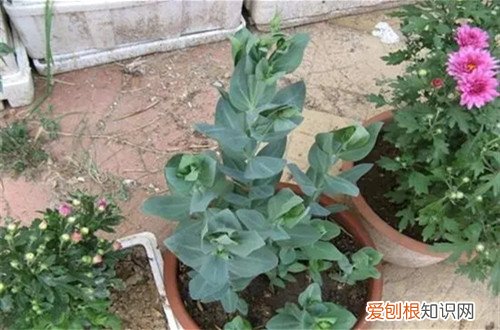洋桔梗露地栽培冬天怎样过冬 洋桔梗在冬天能生长吗？在冬天要怎么养护？