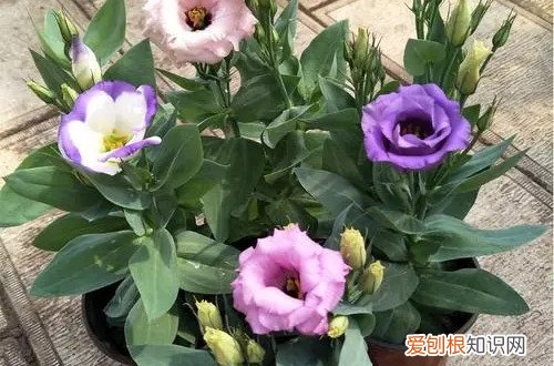 洋桔梗露地栽培冬天怎样过冬 洋桔梗在冬天能生长吗？在冬天要怎么养护？