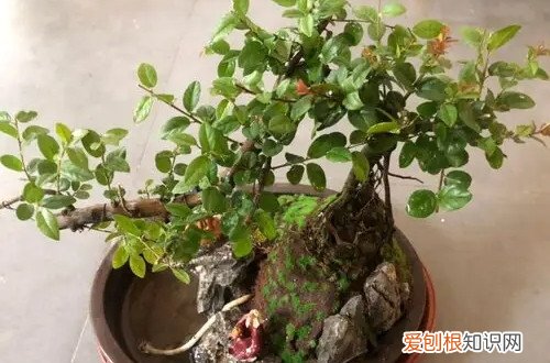 雀梅盆景冬季怎么养 雀梅盆景冬天要怎么养护才能安全过冬呢？