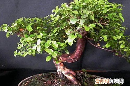 雀梅盆景冬季怎么养 雀梅盆景冬天要怎么养护才能安全过冬呢？