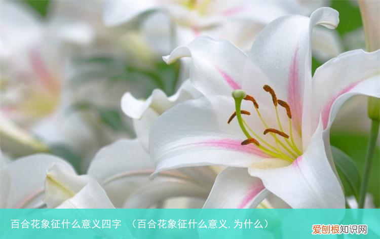 百合花象征什么意义,为什么 百合花象征什么意义四字