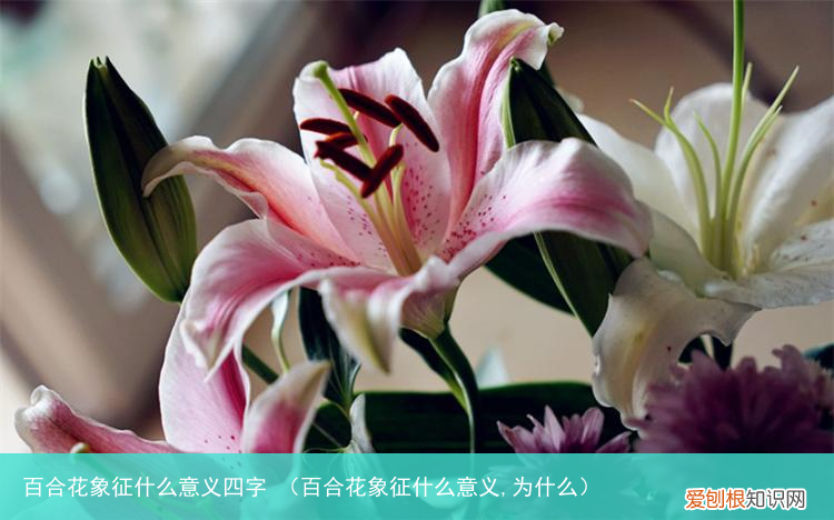 百合花象征什么意义,为什么 百合花象征什么意义四字