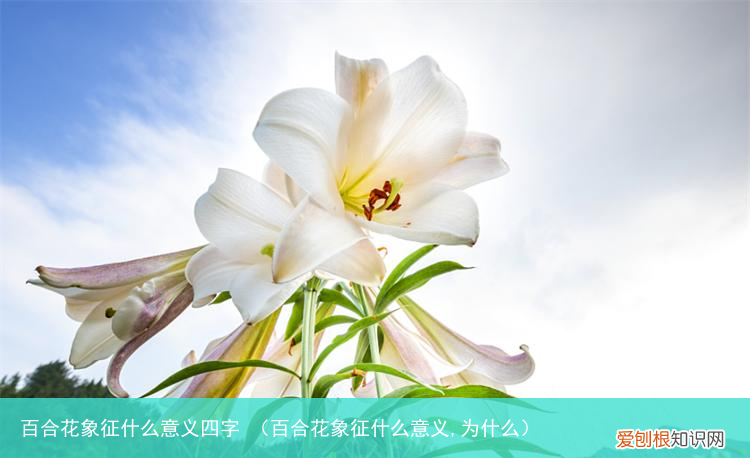 百合花象征什么意义,为什么 百合花象征什么意义四字