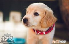 训练小狗的方法，幼犬带回家训练要有爱心耐心，幼犬到家怎么训练