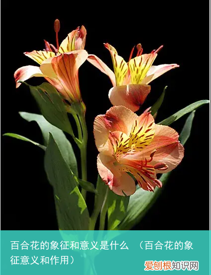 百合花的象征意义和作用 百合花的象征和意义是什么